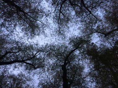 Bitkilerin doğal arka planı, doğanın renkli dokuları.