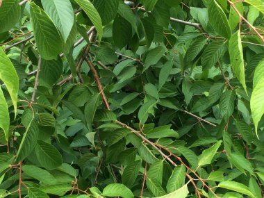 Bitkilerin doğal arka planı, doğanın renkli dokuları.