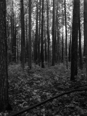 Bitkilerin doğal arka planı, doğanın renkli dokuları.