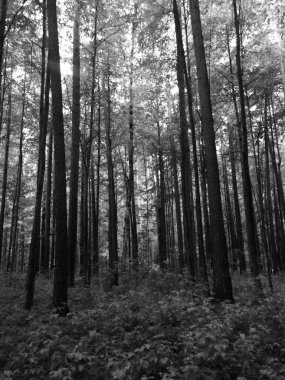 Bitkilerin doğal arka planı, doğanın renkli dokuları.