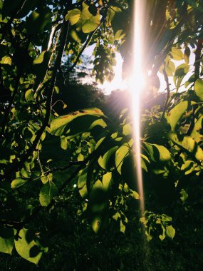 Bitkilerin doğal arka planı, doğanın renkli dokuları.