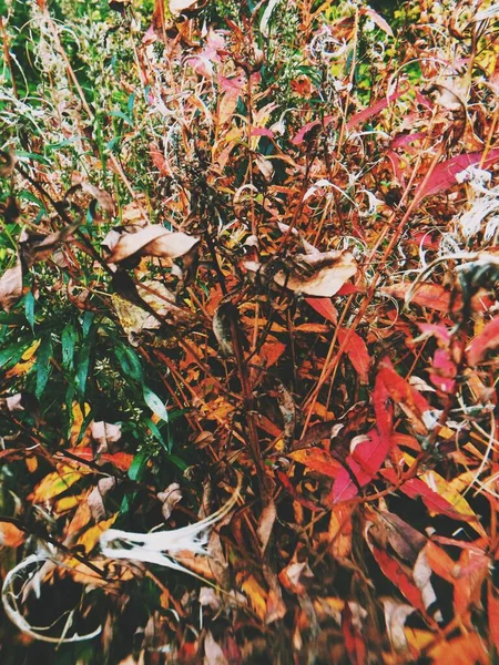Naturlig Bakgrund Från Växter Färgade Texturer Naturen — Stockfoto