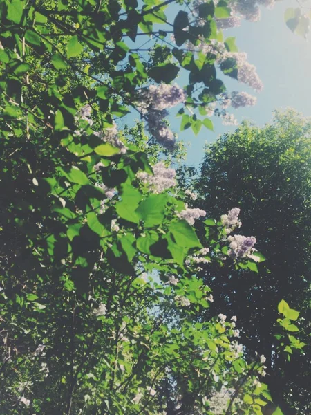 植物的自然背景 大自然的彩色纹理 — 图库照片