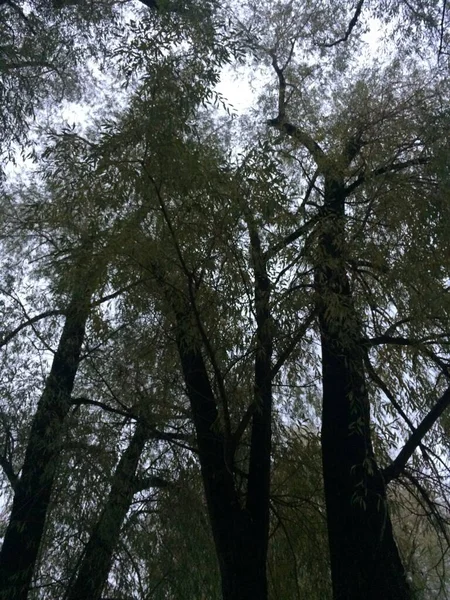 植物的自然背景 大自然的彩色纹理 — 图库照片