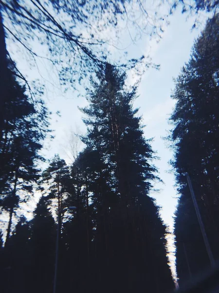 植物的自然背景 大自然的彩色纹理 — 图库照片