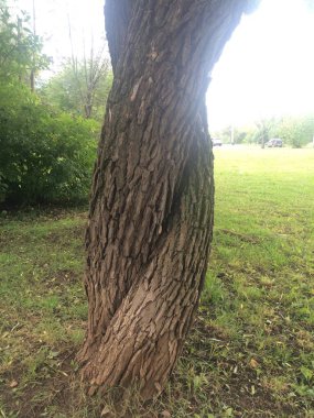 Çiçekler ve bitkiler, sihirli orman ve ağaçlar, doğal arka planlar.