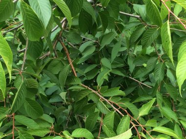 Çiçekler ve bitkiler, sihirli orman ve ağaçlar, doğal arka planlar.