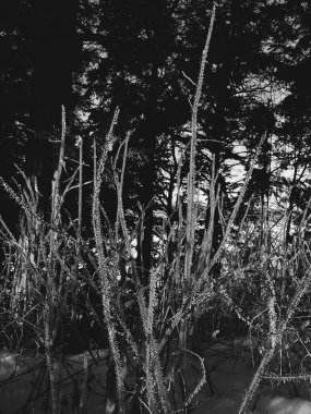 Çiçekler ve bitkiler, sihirli orman ve ağaçlar, doğal arka planlar.