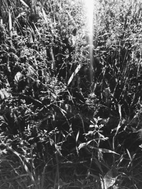 Çiçekler ve bitkiler, sihirli orman ve ağaçlar, doğal arka planlar.