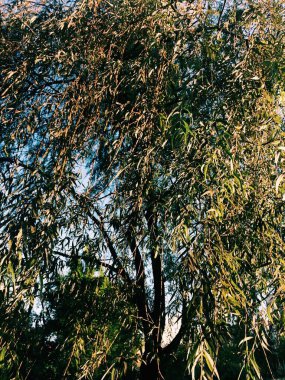 Çiçekler ve bitkiler, sihirli orman ve ağaçlar, doğal arka planlar.