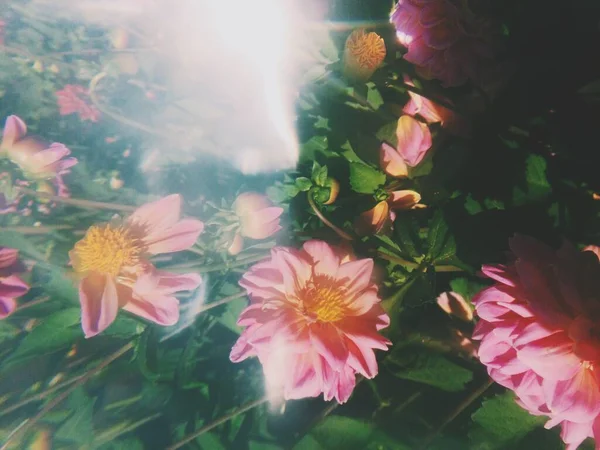 Květiny Rostliny Kouzelný Les Stromy Přírodní Zázemí — Stock fotografie