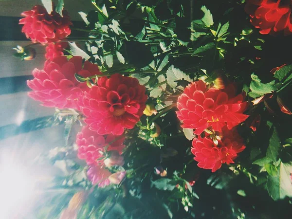 Квіти Рослини Магічний Ліс Дерева Природні Фони — стокове фото