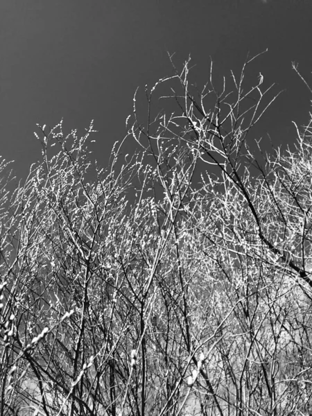 Fleurs Plantes Forêt Magique Arbres Milieux Naturels — Photo