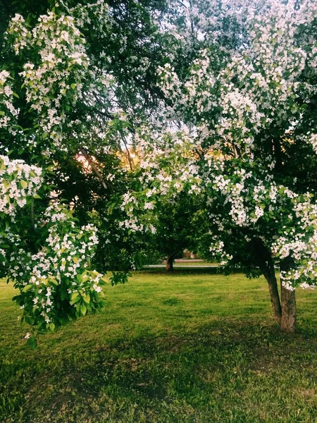 花や植物 魔法の森や木 自然の背景 — ストック写真