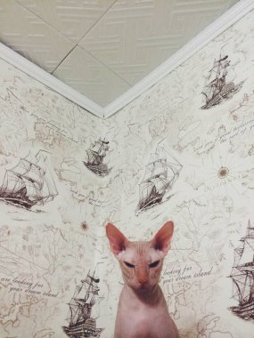 Kedi portresi, sevimli bir kedinin portresi, hayvan arkaplanı.