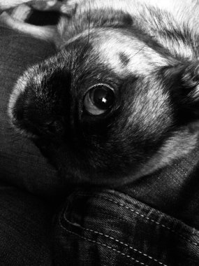 Köpek portresi, şirin bir köpeğin portresi, hayvan arkaplanı.