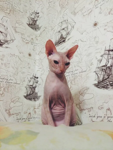 Cat Closeup Potret Potret Kucing Lucu Latar Belakang Hewan — Stok Foto