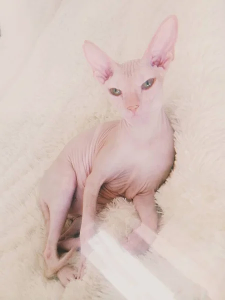 Cat Nahaufnahme Porträt Porträt Einer Niedlichen Katze Tierischer Hintergrund — Stockfoto