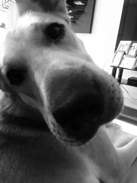 Köpek Portresi Şirin Bir Köpeğin Portresi Hayvan Arkaplanı — Stok fotoğraf