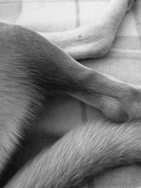Perro Primer Plano Retrato Retrato Lindo Perro Fondo Animal — Foto de Stock