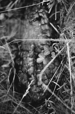 arkaplan ve doku, soyut ve desen, siyah ve beyaz fotoğraf