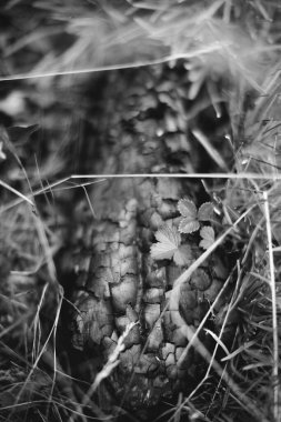 arkaplan ve doku, soyut ve desen, siyah ve beyaz fotoğraf
