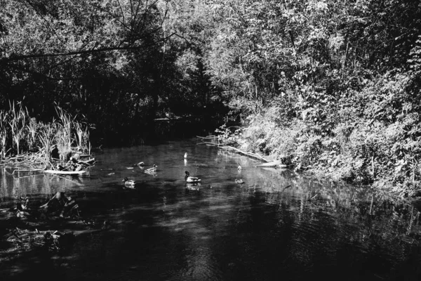 Чорно Біла Текстура Води Водяний Фон Природний Фон — стокове фото