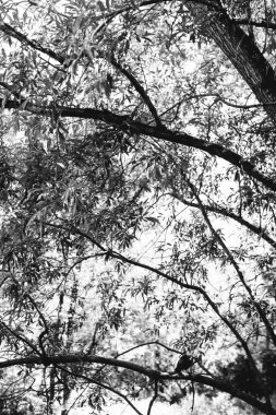 Doğal altyapılar, orman geçmişi, manzara fotoğrafçılığı, sihirli orman ve ağaçlar.