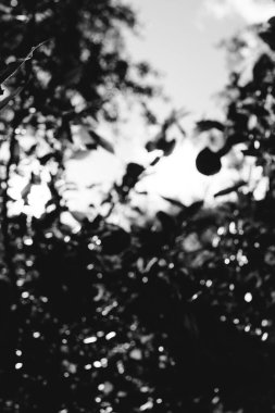 Doğal altyapılar, orman geçmişi, manzara fotoğrafçılığı, sihirli orman ve ağaçlar.