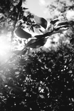 Doğal altyapılar, orman geçmişi, manzara fotoğrafçılığı, sihirli orman ve ağaçlar.