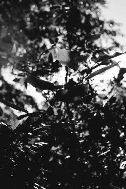 Doğal altyapılar, orman geçmişi, manzara fotoğrafçılığı, sihirli orman ve ağaçlar.