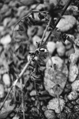 Deniz çakıl taşı arka planı, siyah beyaz manzaralar