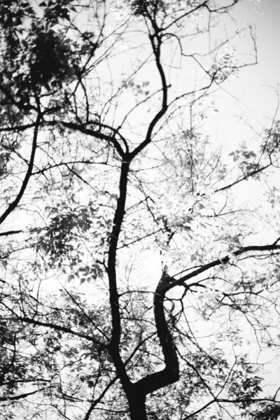 Φυσικό Υπόβαθρο Φόντο Του Δάσους Φωτογραφία Τοπίου Μαγικό Δάσος Και — Φωτογραφία Αρχείου