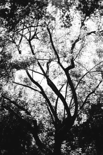Přírodní Zázemí Lesní Zázemí Krajina Fotografie Magický Les Stromy — Stock fotografie