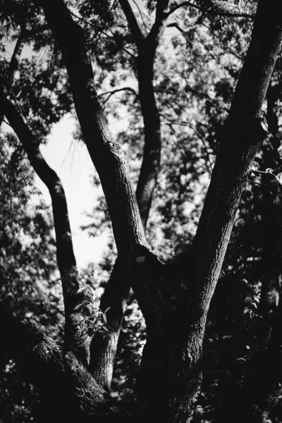 Fondos Naturales Fondo Forestal Fotografía Paisajes Bosque Mágico Árboles —  Fotos de Stock