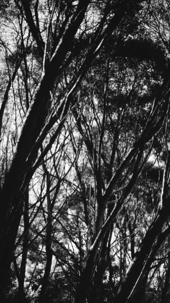 Tła Naturalne Tło Leśne Krajobraz Magiczny Las Drzewa — Zdjęcie stockowe