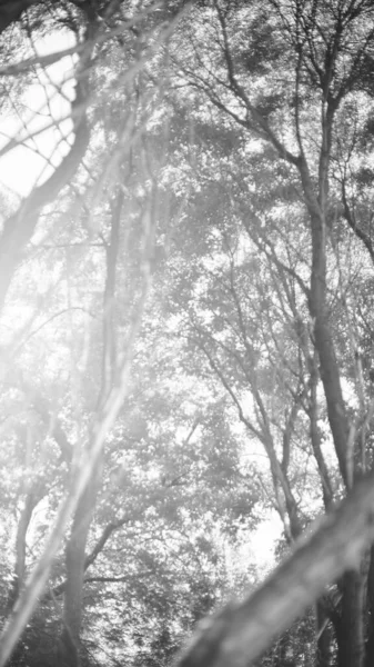 Natuurlijke Achtergronden Bosachtergrond Landschapsfotografie Magisch Bos Bomen — Stockfoto