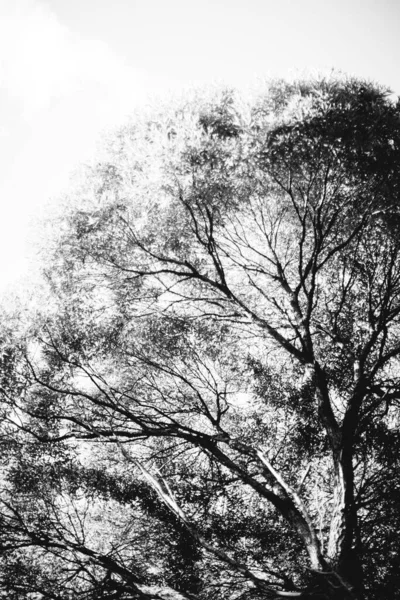 Fundos Naturais Fundo Floresta Fotografia Paisagem Floresta Mágica Árvores — Fotografia de Stock