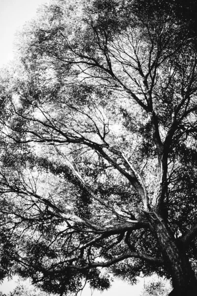 Milieux Naturels Arrière Plan Forestier Photographie Paysage Forêt Magique Arbres — Photo