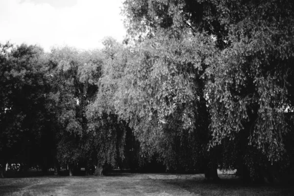 Naturlig Bakgrund Skog Bakgrund Landskap Fotografi Magi Skog Och Träd — Stockfoto