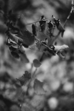 Doğal altyapılar, sihirli orman ve ağaçlar, kökler ve dallar