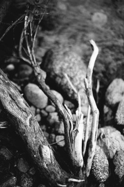 Doğal altyapılar, sihirli orman ve ağaçlar, kökler ve dallar