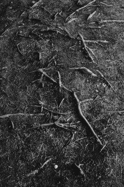 Doğal altyapılar, sihirli orman ve ağaçlar, kökler ve dallar