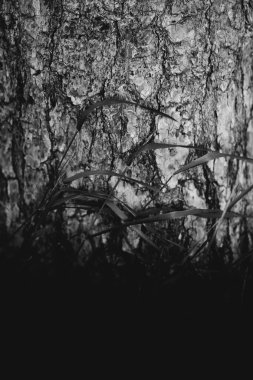 Doğal altyapılar, sihirli orman ve ağaçlar, kökler ve dallar