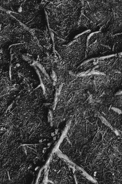 Doğal altyapılar, sihirli orman ve ağaçlar, kökler ve dallar