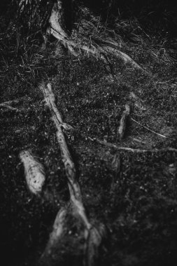 Doğal altyapılar, sihirli orman ve ağaçlar, kökler ve dallar