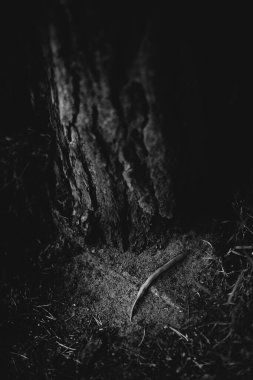 Doğal altyapılar, sihirli orman ve ağaçlar, kökler ve dallar