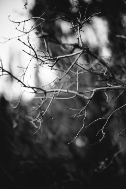 Doğal altyapılar, sihirli orman ve ağaçlar, kökler ve dallar