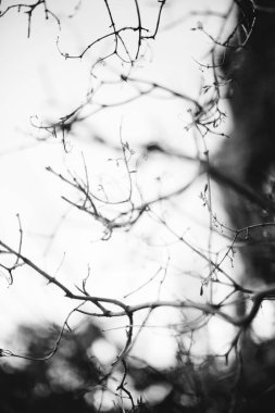 Doğal altyapılar, sihirli orman ve ağaçlar, kökler ve dallar