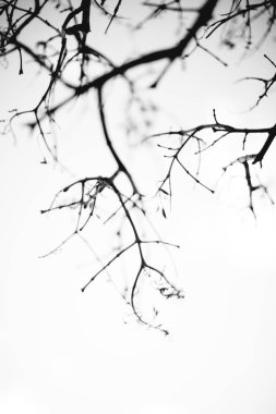 Doğal altyapılar, sihirli orman ve ağaçlar, kökler ve dallar